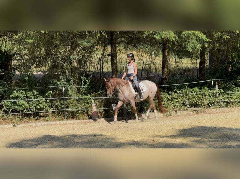 Poni alemán Caballo castrado 3 años 150 cm Ruano alazán in Wadern