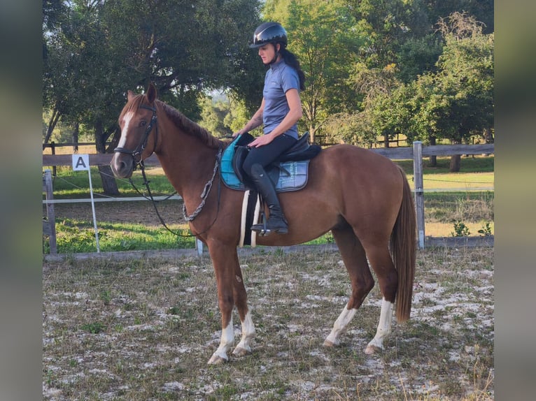 Poni alemán Caballo castrado 3 años 151 cm Alazán in Crossen