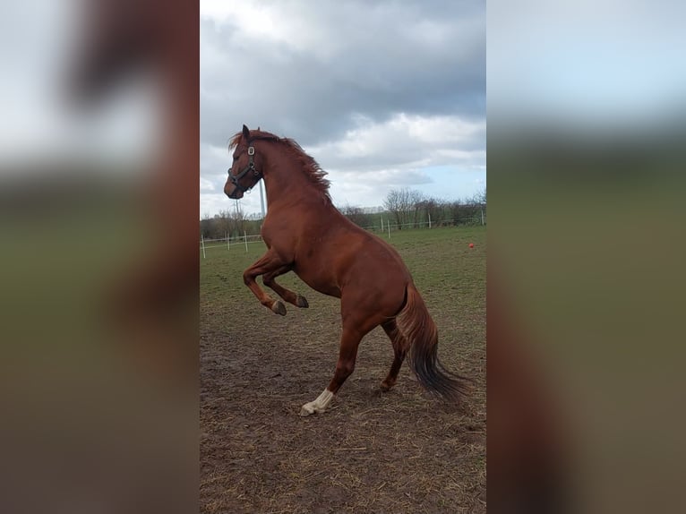 Poni alemán Caballo castrado 3 años 151 cm Alazán in Dersekow