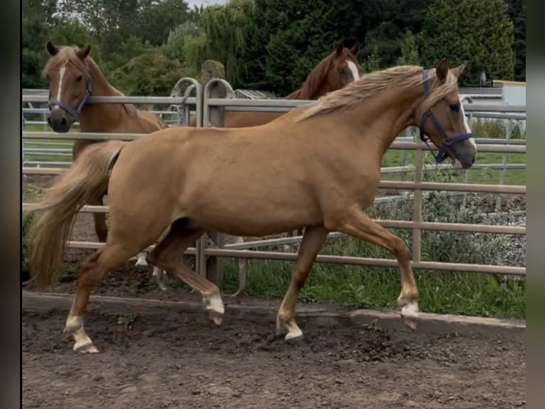 Poni alemán Caballo castrado 3 años 151 cm Bayo in Sangerhausen