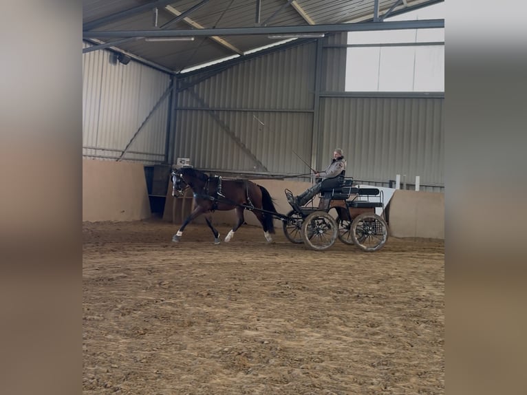 Poni alemán Caballo castrado 3 años 151 cm Castaño in Heinzenbach