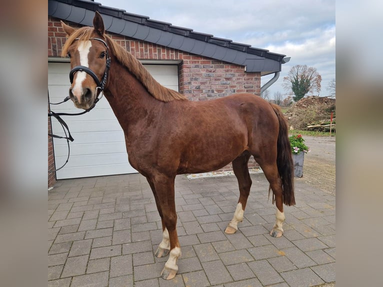 Poni alemán Caballo castrado 3 años 152 cm Alazán-tostado in Bocholt