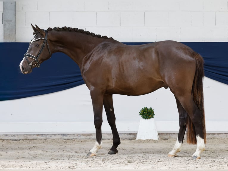 Poni alemán Caballo castrado 3 años 152 cm Bayo in Marsberg