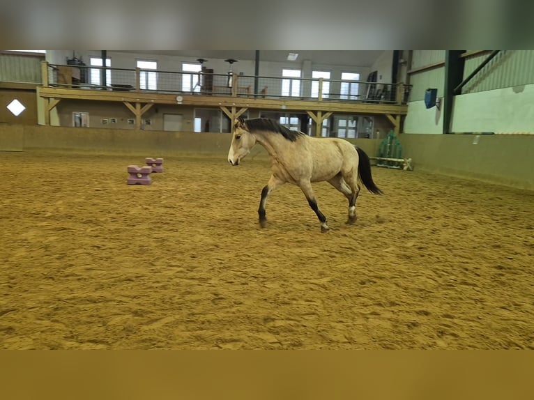 Poni alemán Caballo castrado 3 años 152 cm Buckskin/Bayo in Perleberg OT Quitzow
