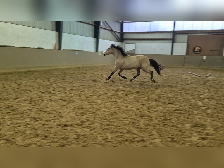 Poni alemán Caballo castrado 3 años 152 cm Buckskin/Bayo in Perleberg OT Quitzow