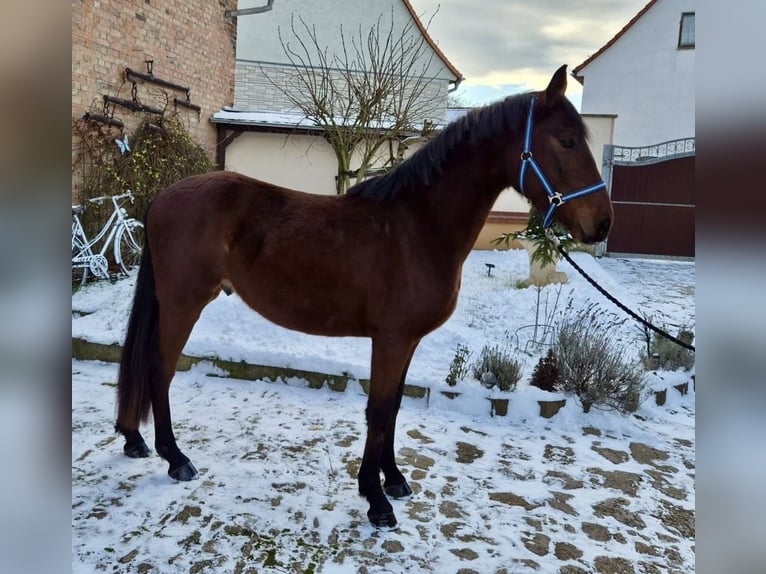 Poni alemán Caballo castrado 3 años 152 cm Castaño in Obertrebra