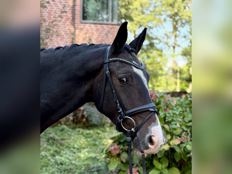 Poni alemán Caballo castrado 3 años 152 cm Castaño in Ennigerloh