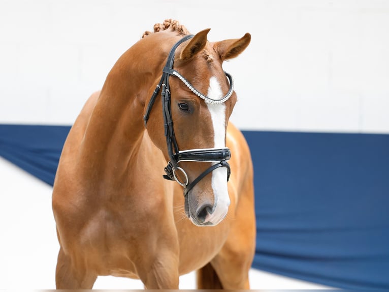 Poni alemán Caballo castrado 3 años 153 cm Alazán in Marsberg