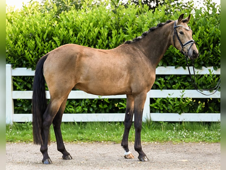 Poni alemán Caballo castrado 3 años 153 cm Buckskin/Bayo in Uedem