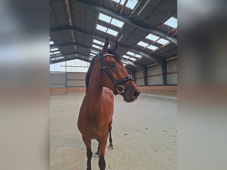 Poni alemán Caballo castrado 3 años 153 cm Castaño in Obertrebra