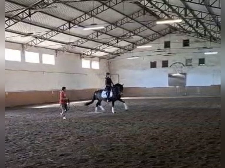 Poni alemán Caballo castrado 3 años 153 cm Castaño oscuro in Wahrenholz