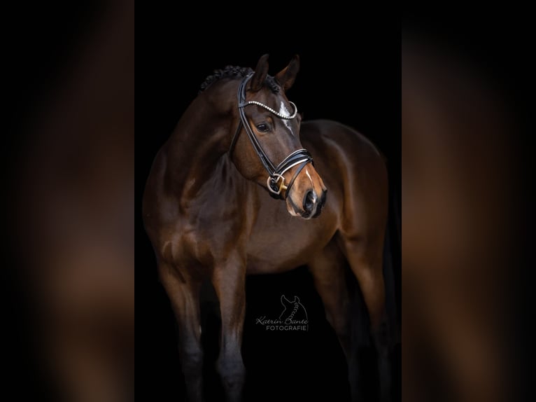 Poni alemán Caballo castrado 3 años 153 cm Castaño oscuro in Wallenhorst