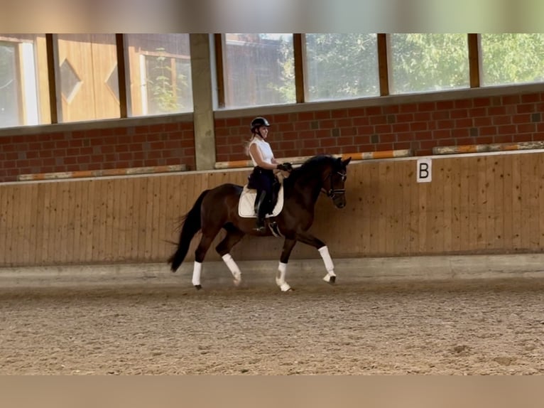 Poni alemán Caballo castrado 3 años 153 cm Castaño oscuro in Wallenhorst