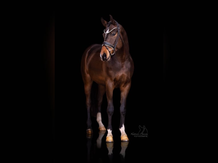 Poni alemán Caballo castrado 3 años 153 cm Castaño oscuro in Wallenhorst