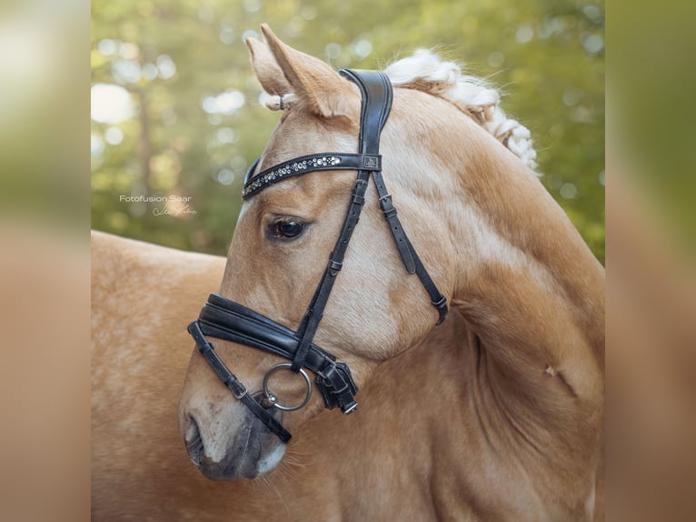 Poni alemán Caballo castrado 3 años 153 cm Palomino in Perl