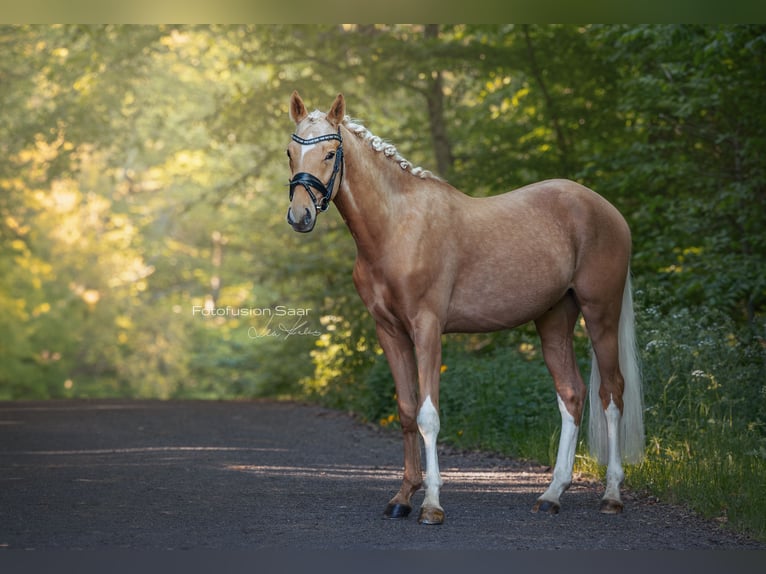 Poni alemán Caballo castrado 3 años 153 cm Palomino in Perl