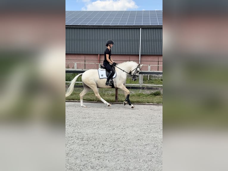 Poni alemán Caballo castrado 3 años 153 cm Palomino in Ospel