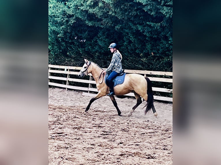 Poni alemán Caballo castrado 3 años 154 cm Buckskin/Bayo in Könnern