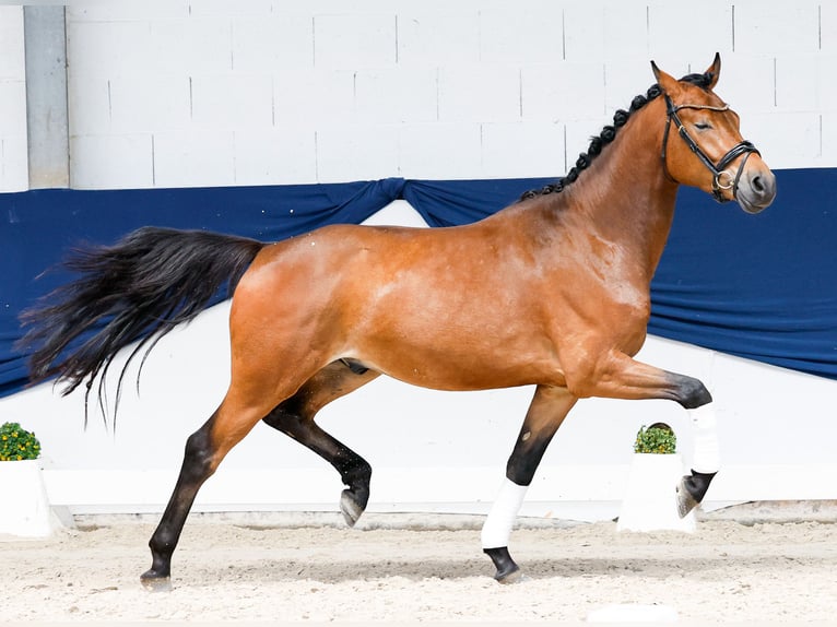 Poni alemán Caballo castrado 3 años 154 cm Castaño in Marsberg