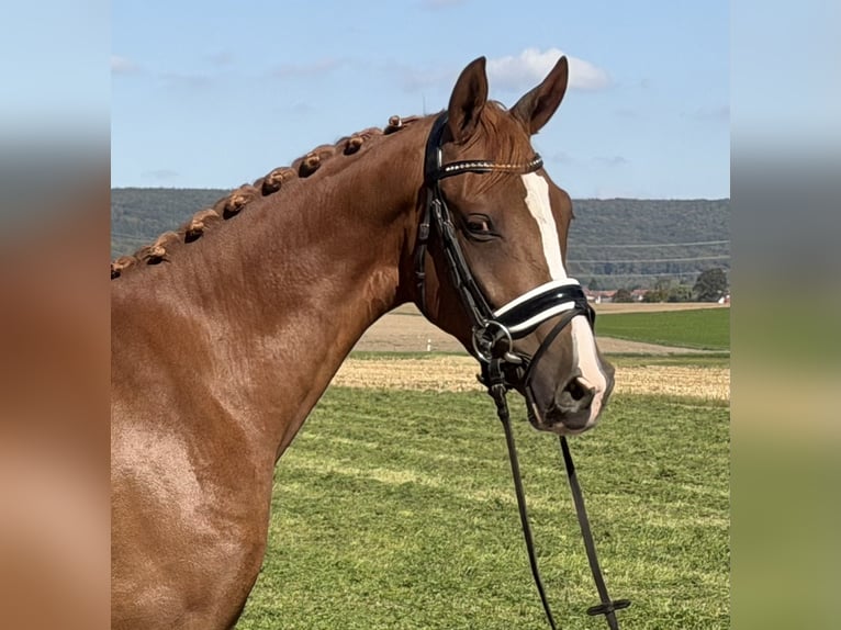 Poni alemán Caballo castrado 3 años 155 cm Alazán in Riedlingen