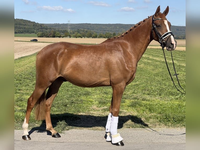 Poni alemán Caballo castrado 3 años 155 cm Alazán in Riedlingen
