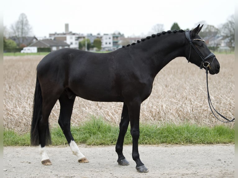 Poni alemán Caballo castrado 3 años 157 cm Negro in Neuss