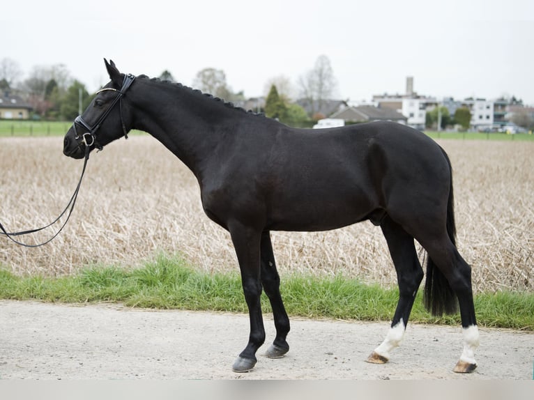 Poni alemán Caballo castrado 3 años 157 cm Negro in Neuss