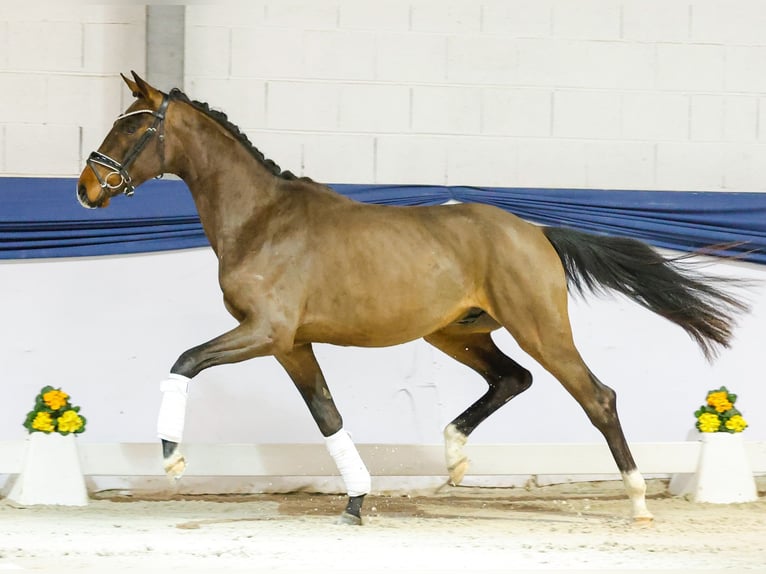 Poni alemán Caballo castrado 3 años 158 cm Castaño in Marsberg