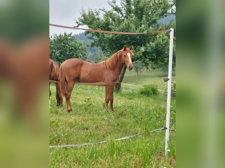 Poni alemán Caballo castrado 3 años Alazán in Reichelsheim