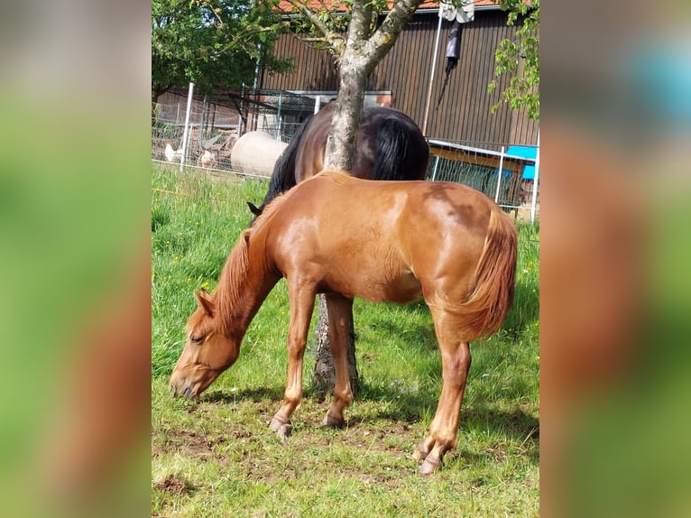 Poni alemán Caballo castrado 3 años Alazán in Reichelsheim