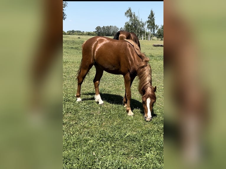 Poni alemán Caballo castrado 3 años Alazán in Wriezen