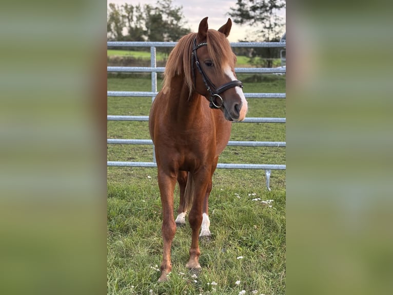 Poni alemán Caballo castrado 3 años Alazán in Wriezen