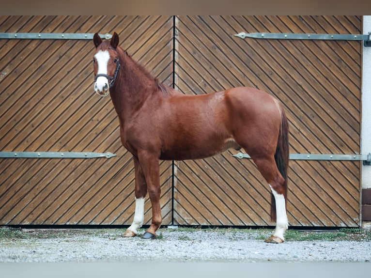 Poni alemán Caballo castrado 3 años Alazán-tostado in Borgentreich