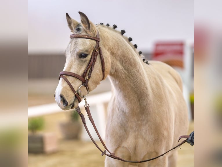 Poni alemán Caballo castrado 3 años Buckskin/Bayo in Münster-Handorf