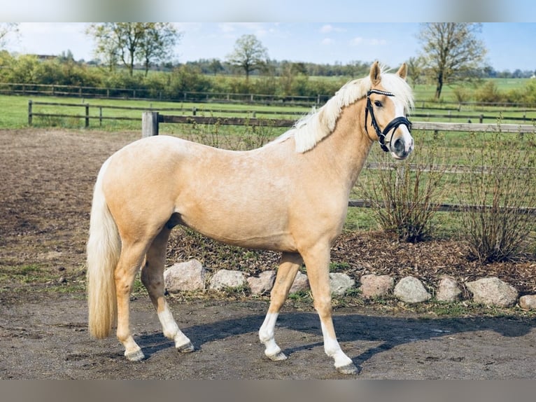 Poni alemán Caballo castrado 3 años  in Timmendorfer Strand