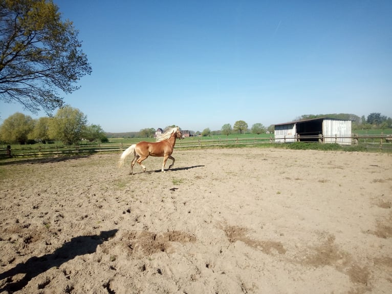 Poni alemán Caballo castrado 3 años  in Hamm