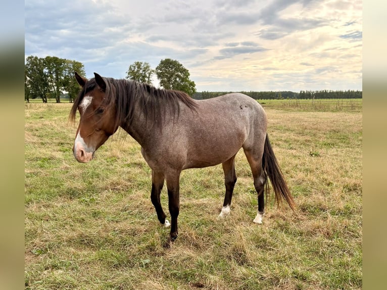 Poni alemán Caballo castrado 3 años  in Kloster Lehnin
