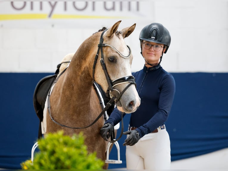 Poni alemán Caballo castrado 3 años Palomino in Marsberg