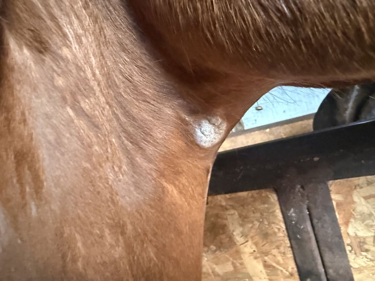 Poni alemán Caballo castrado 4 años 136 cm Alazán in Vaihingen an der Enz