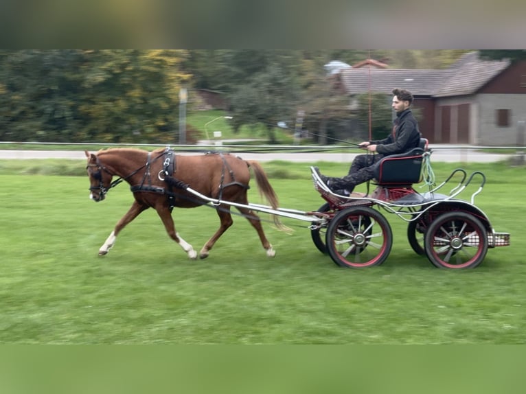 Poni alemán Caballo castrado 4 años 136 cm Alazán in Vaihingen an der Enz