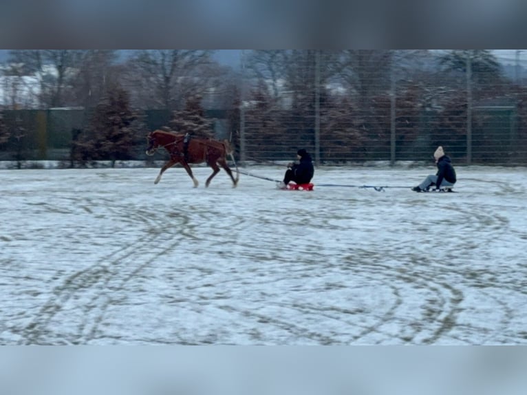 Poni alemán Caballo castrado 4 años 136 cm Alazán in Vaihingen an der Enz