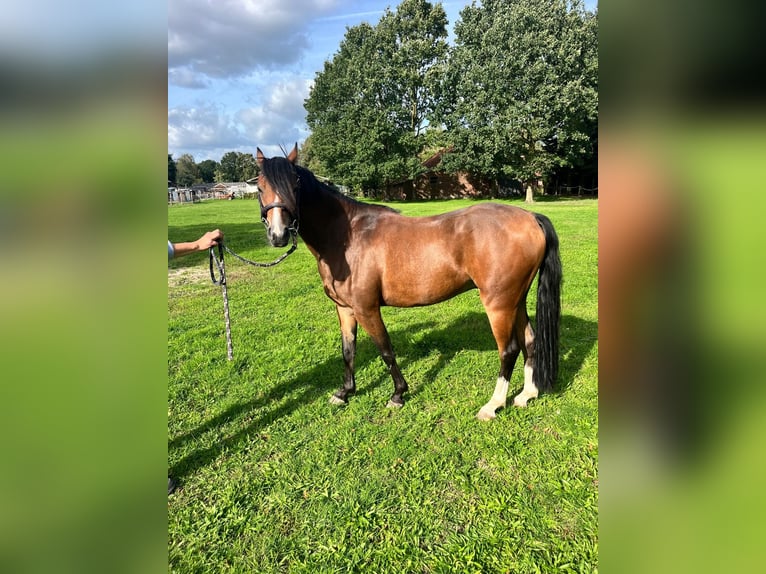 Poni alemán Caballo castrado 4 años 136 cm Castaño in Emsdetten