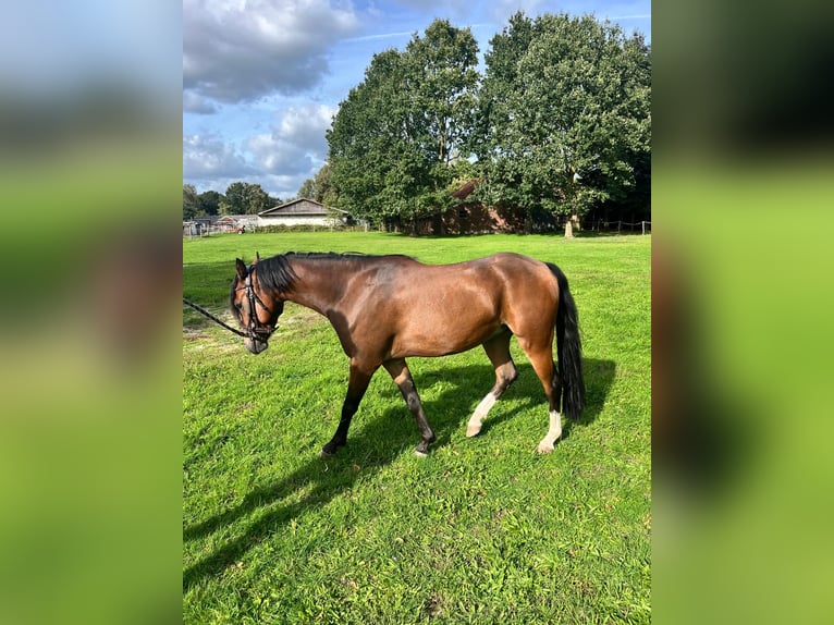 Poni alemán Caballo castrado 4 años 136 cm Castaño in Emsdetten