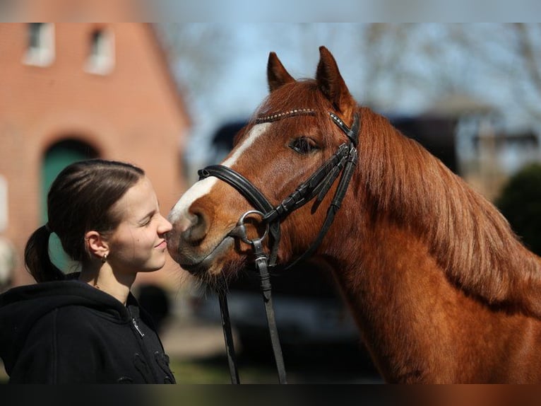 Poni alemán Caballo castrado 4 años 137 cm Alazán in Emsbüren
