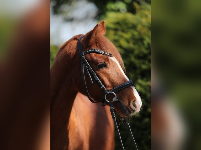 Poni alemán Caballo castrado 4 años 137 cm Alazán in Emsbüren