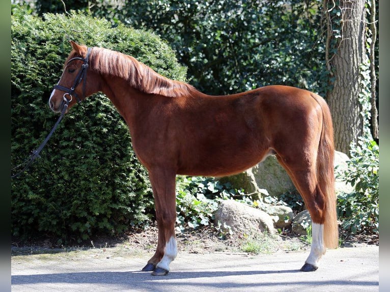 Poni alemán Caballo castrado 4 años 137 cm Alazán in Emsbüren