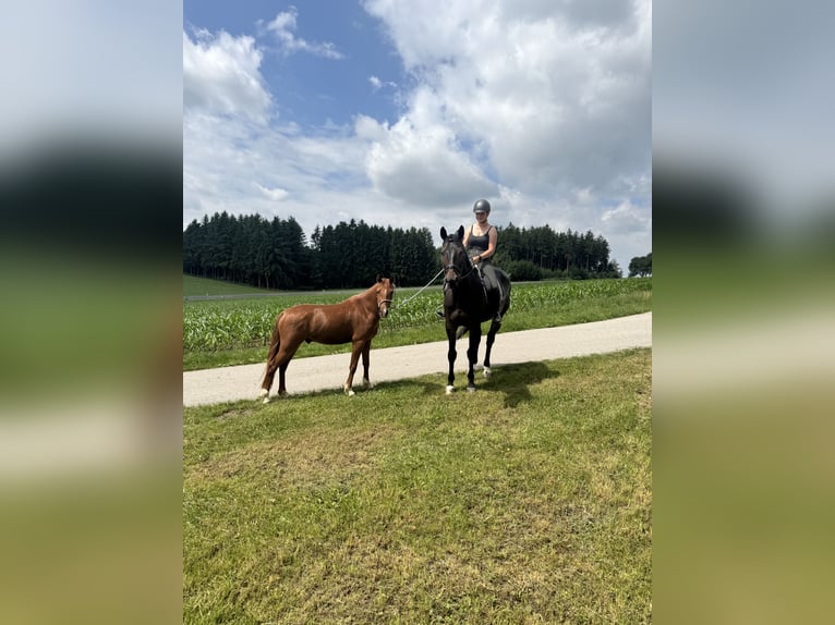 Poni alemán Caballo castrado 4 años 137 cm Alazán in Prambachkirchen