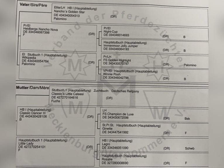 Poni alemán Caballo castrado 4 años 137 cm Alazán in Prambachkirchen