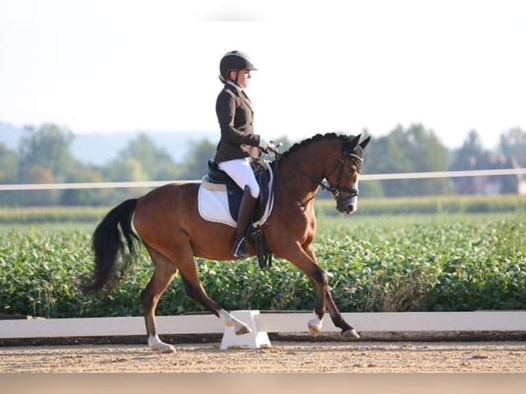 Poni alemán Caballo castrado 4 años 139 cm Castaño in Loiching