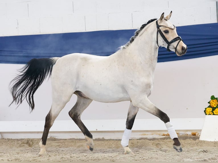 Poni alemán Caballo castrado 4 años 140 cm Bayo in Marsberg